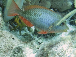 52 Redband Parrotfish initial Phase IMG 3987
